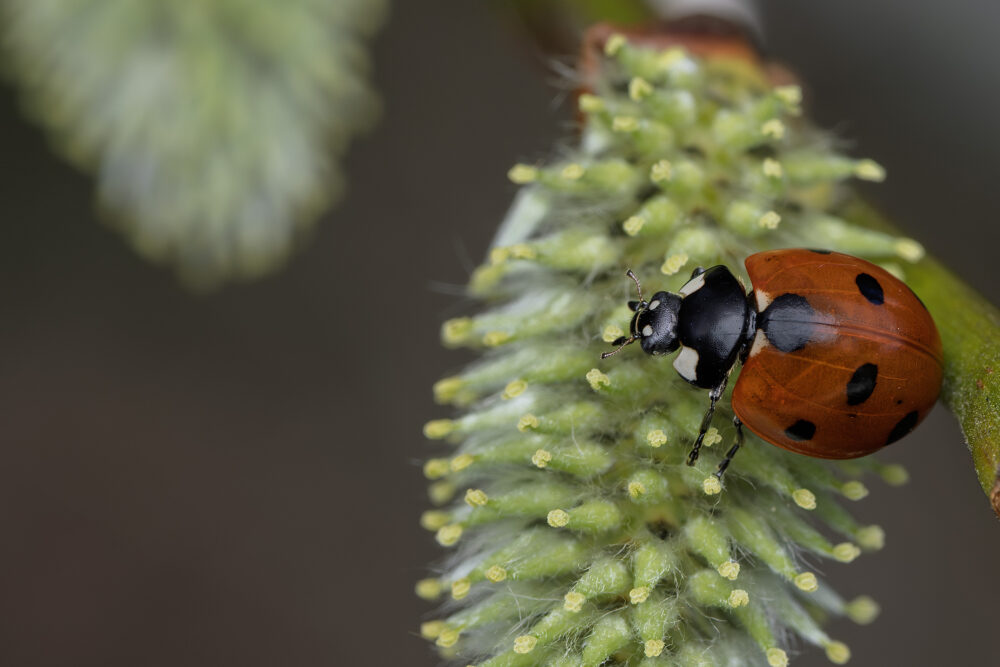 Coccinella septempunctata