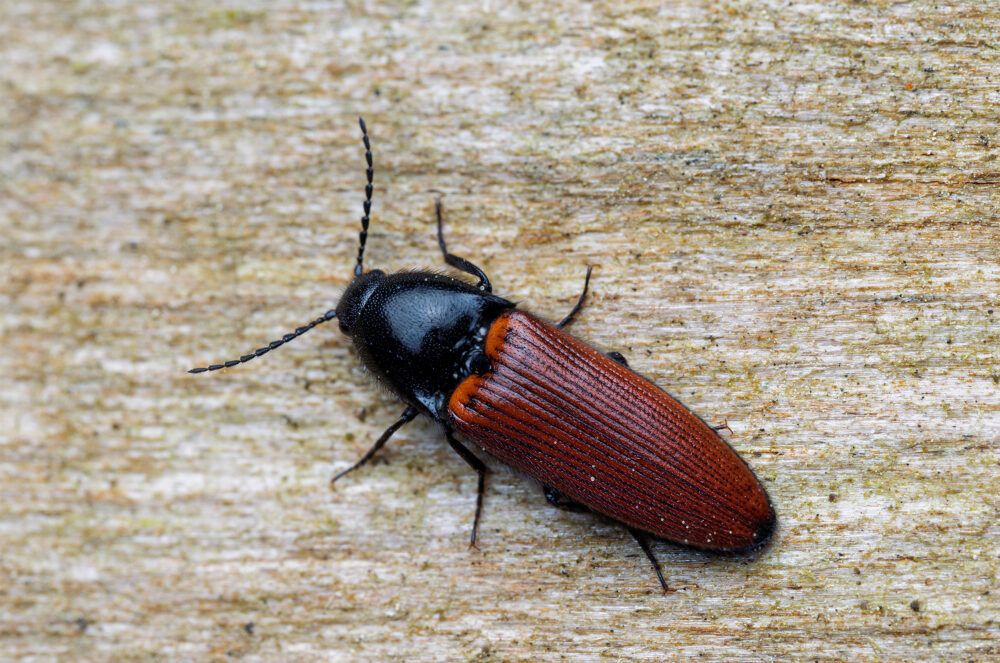 Ampedus sanguineus