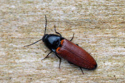 Ampedus sanguineus