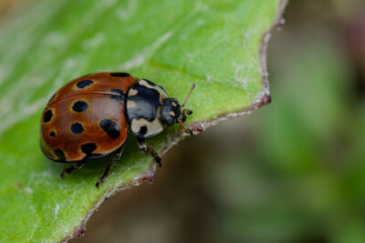Anatis ocellata