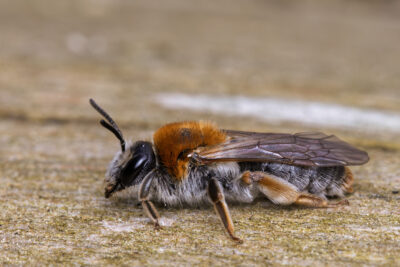 Andrena haemorrhoa