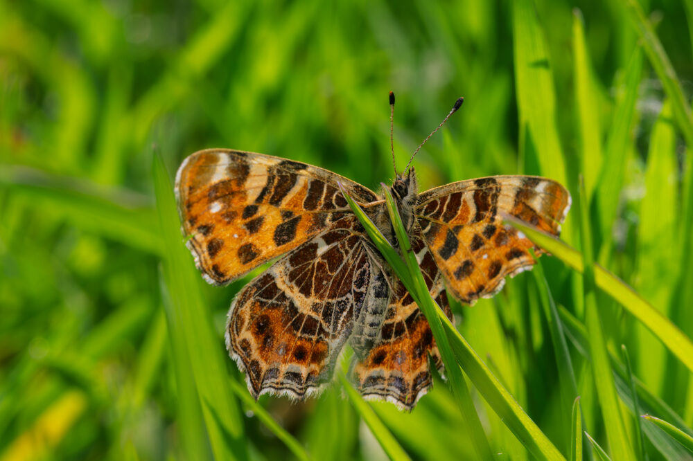 Araschnia levana