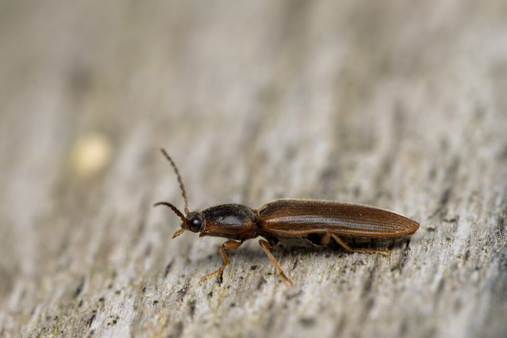 Athous subfuscus