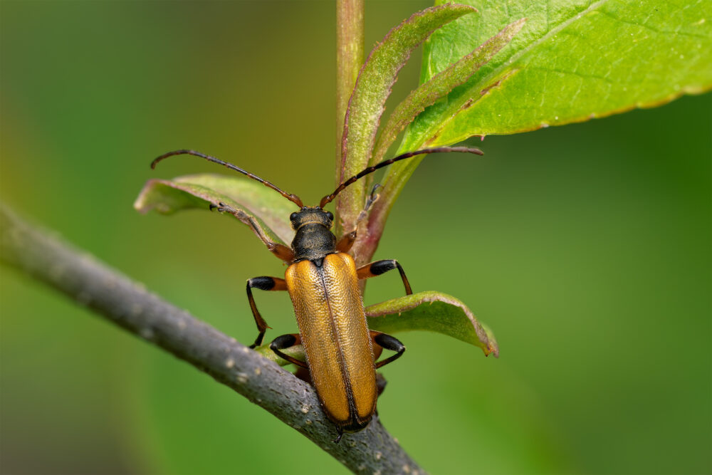 Cortodera humeralis