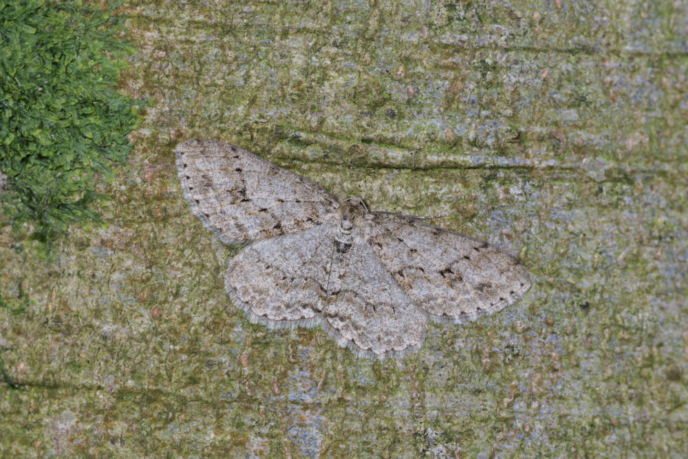 Ectropis crepuscularia