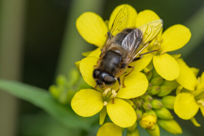 Eristalis pertinax