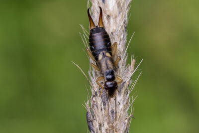 Forficula auricularia