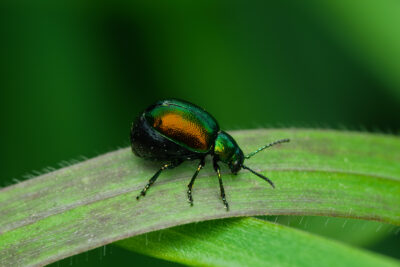 Gastrophysa viridula