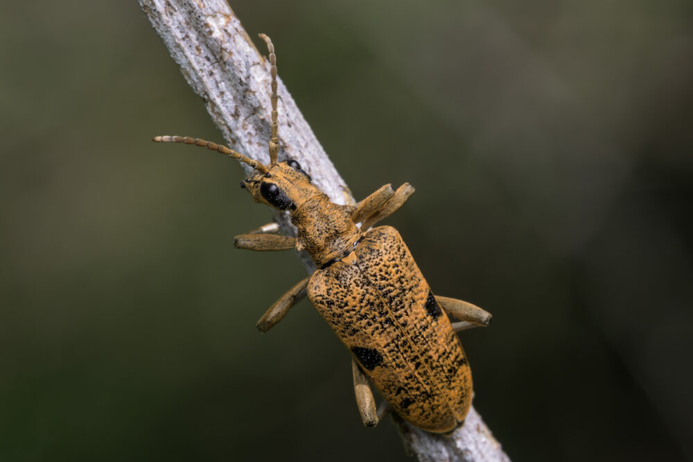 Rhagium mordax