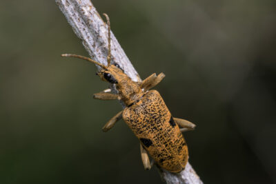 Rhagium mordax