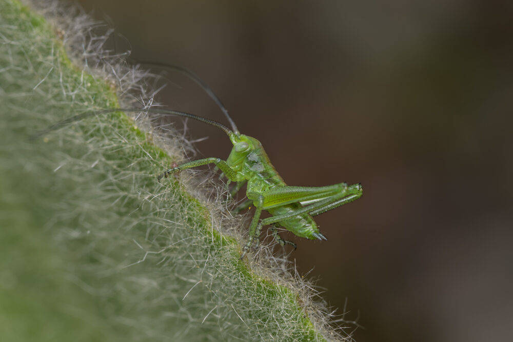 Tettigonia viridissima