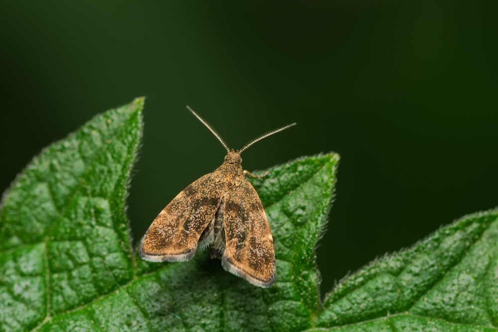Anthophila fabriciana