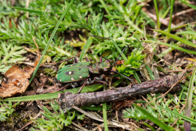 Cicindela campestris