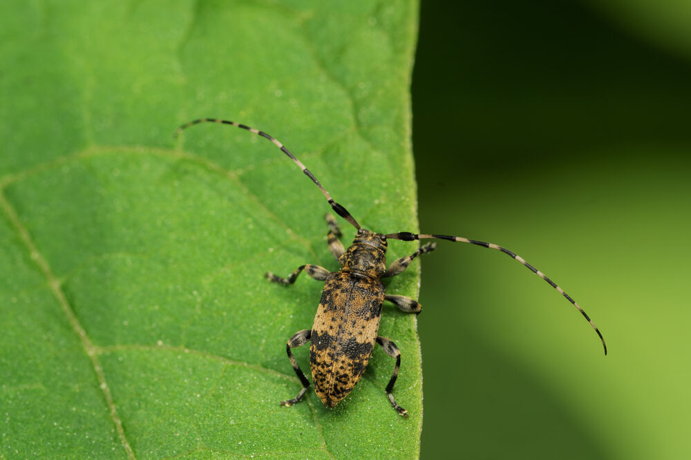 Leiopus linnei