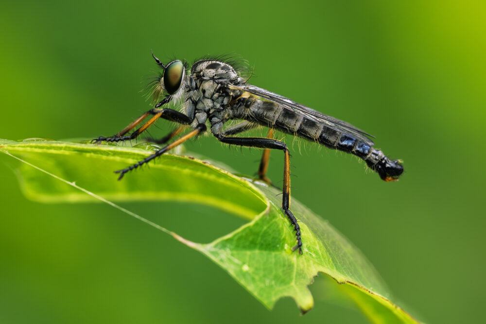 Neoitamus cyanurus