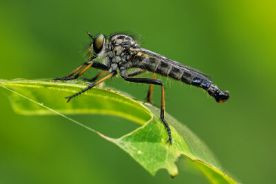 Neoitamus cyanurus