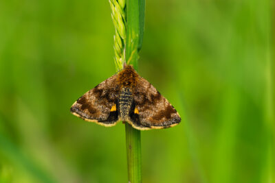 Panemeria tenebrata