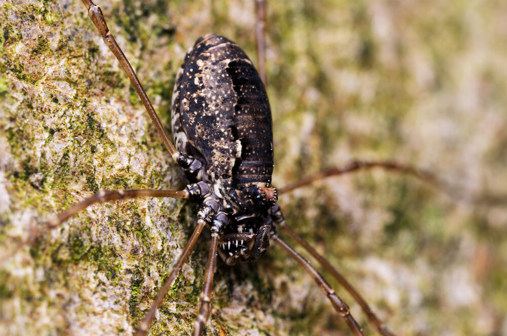 Platybunus pinetorum