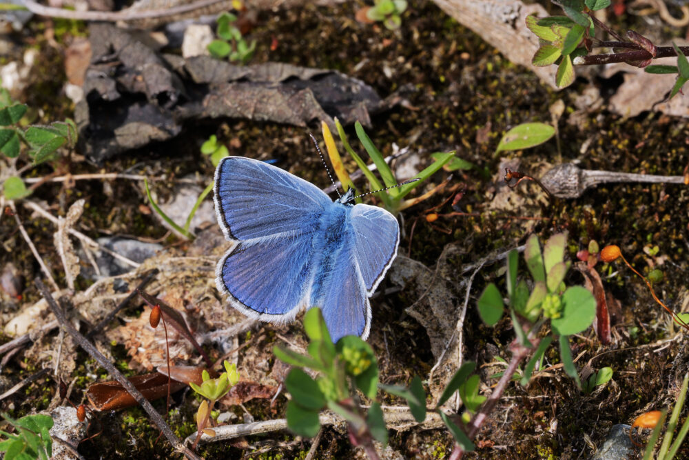 Polyommatus icarus