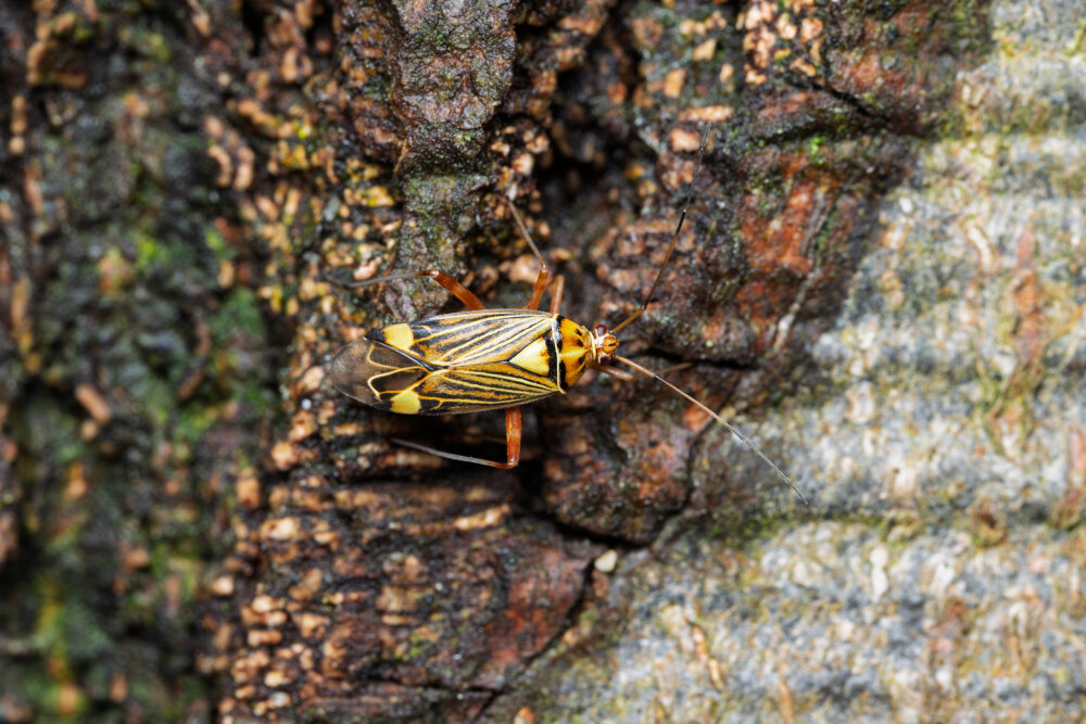 Rhabdomiris striatellus