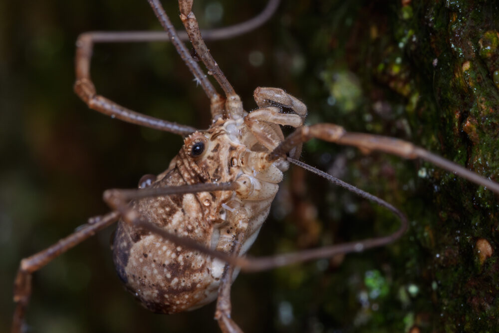 Rilaena triangularis